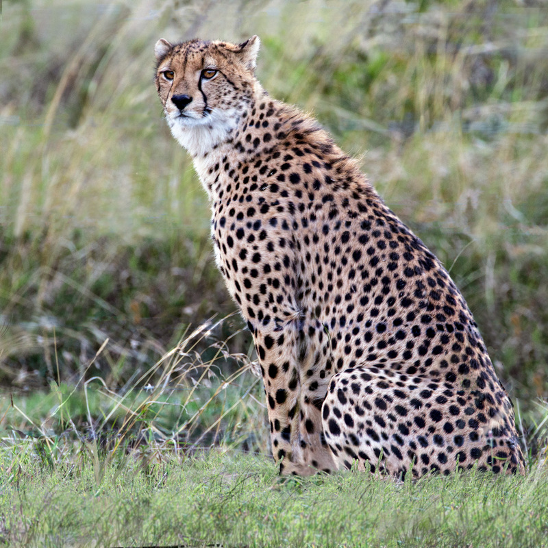 Cheetah-male-CN4F2005.jpg :: Large cheetah is standing in grass in Sweet Waters area of Kenya