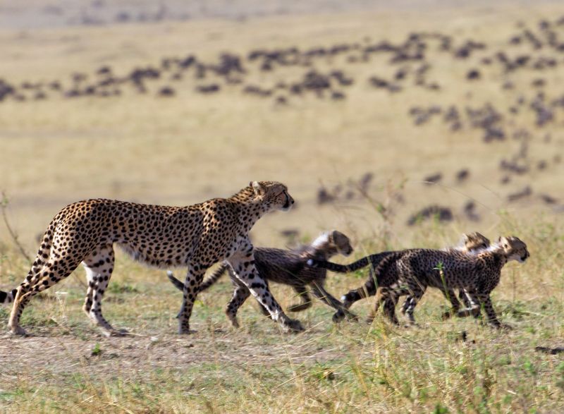 Cheetah-with-3-cubs-walking.jpg :: Cheetah mother on patrol, likely looking for food.