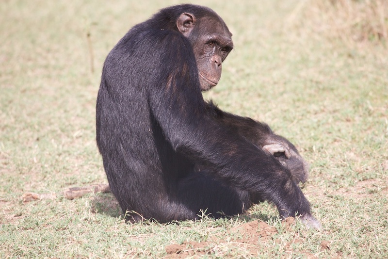 Chimpanzee 164A1705.jpg :: A chimpanzee sits in field