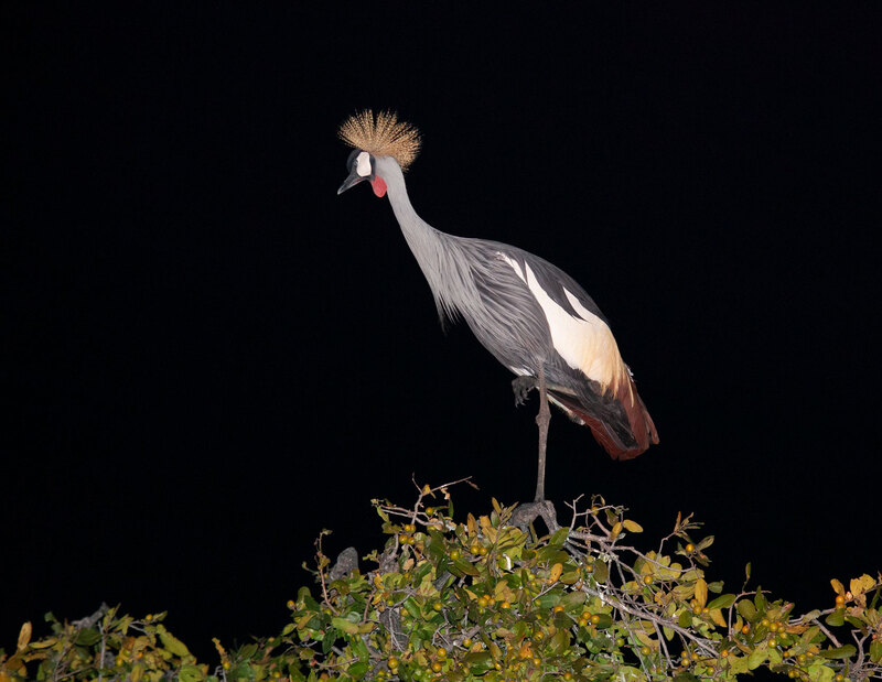 Crowned Crane In Nest Early Evening IMG_9977.jpg :: Crowned crane on tree top nest in early evening