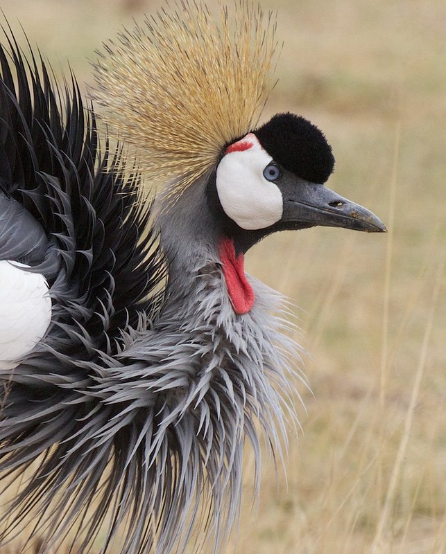 Crowned Crane Showing Plumage.jpg :: East African  Crowned Crane showing plumage