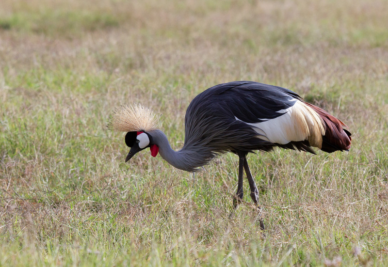 Crowned-Crane On-Grass CN4F4004.jpg :: East African Crowned Crane eating 