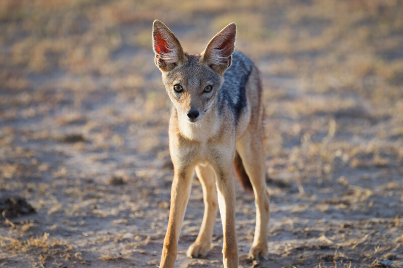 Curious Jackal CN4F9112.jpg :: A curious jackal is looking at camera