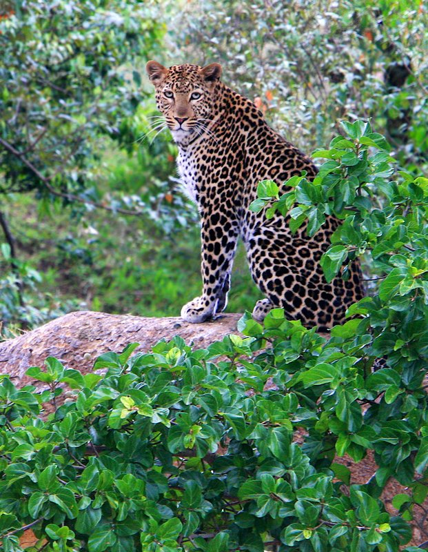 Curious Leopard Masai Mara.jpg :: Leopard on limb looking at camera with 400 mm lens