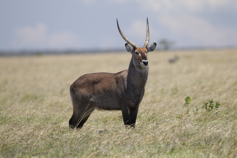 Defassa Waterbuck CN4F1852.jpg :: Defassa waterbuck male