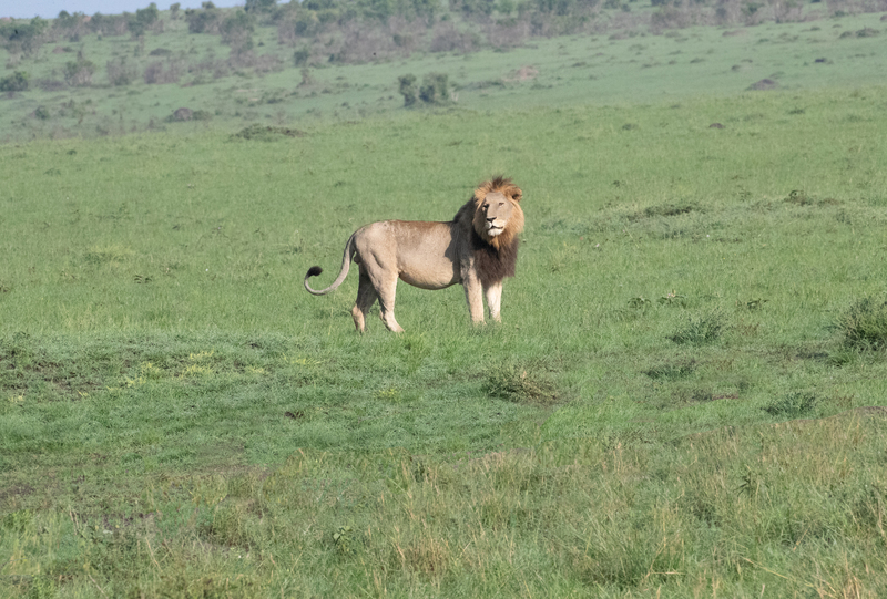 Dominant Male In Masai Mara.jpg :: Lion \