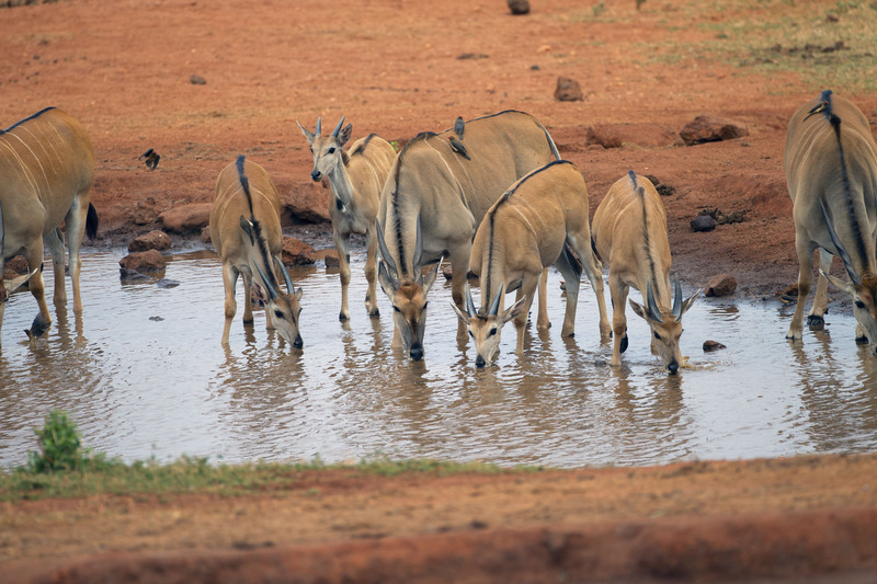 Eland Herd at Pond CN4F3659.jpg :: Eland herd in West Tsavo
