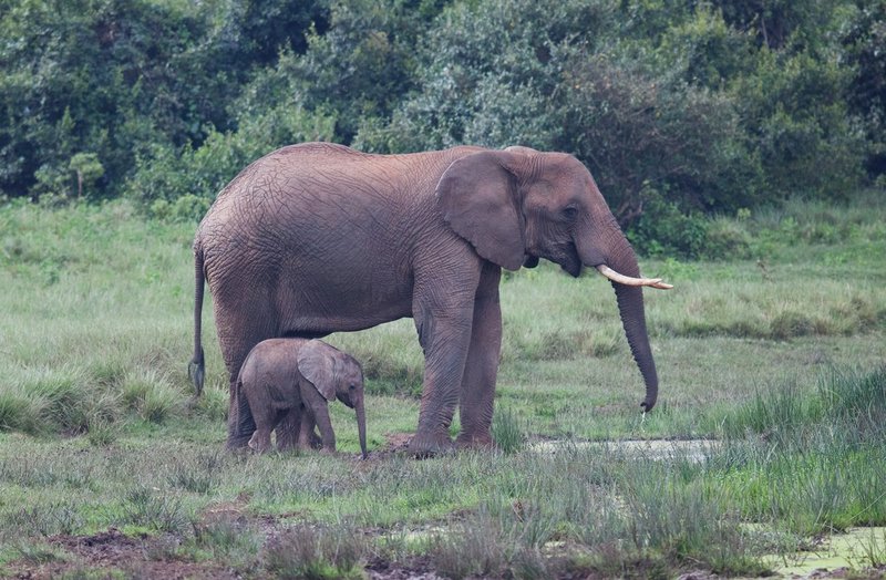 Elephant And Newborn Grazing.jpg :: A newborn is closely following the mother as she grazes underneath.