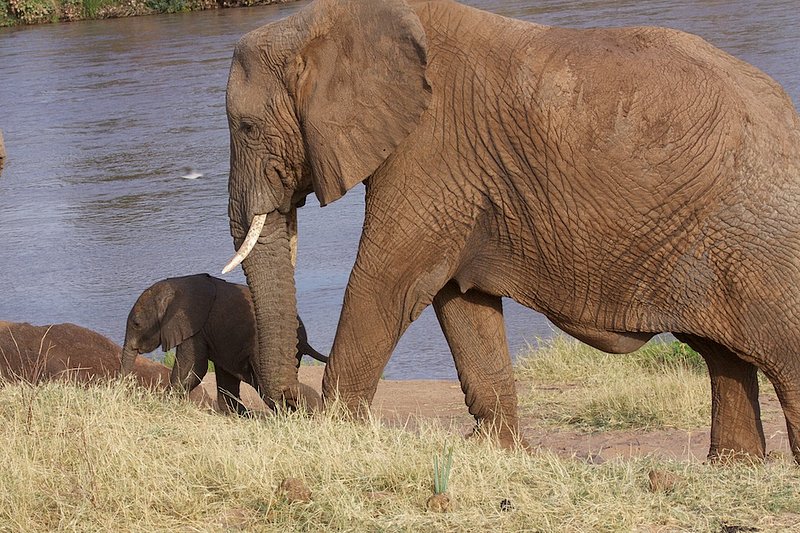 Elephant And Newborn Near Shore2.jpg :: A mother is walking her very young baby toward the water for a drink.