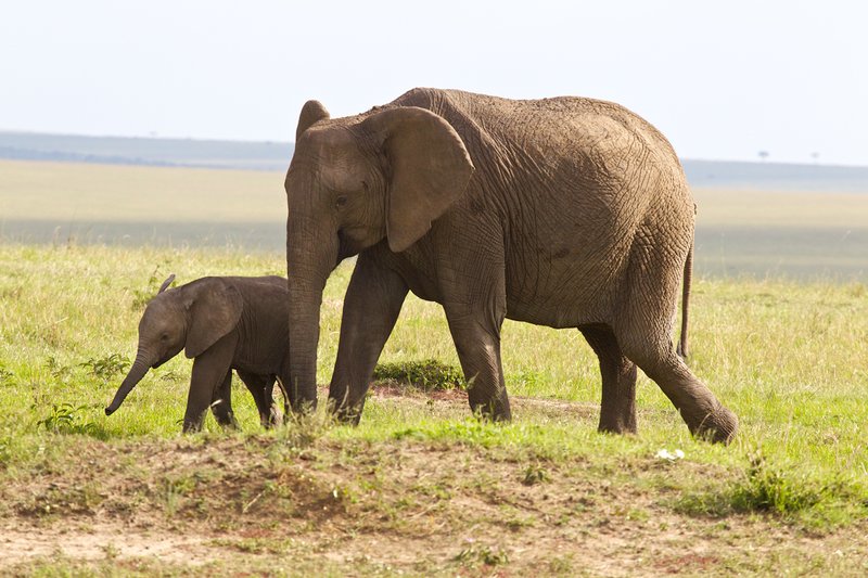 Elephant And Young CN4F1740.jpg :: elephant with newborn