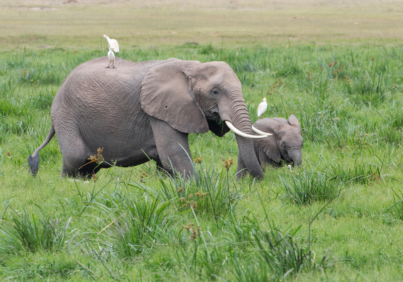 Elephant And Young Wading In Marsh.jpg :: An elephant with young is wading in marsh of Amboseli.