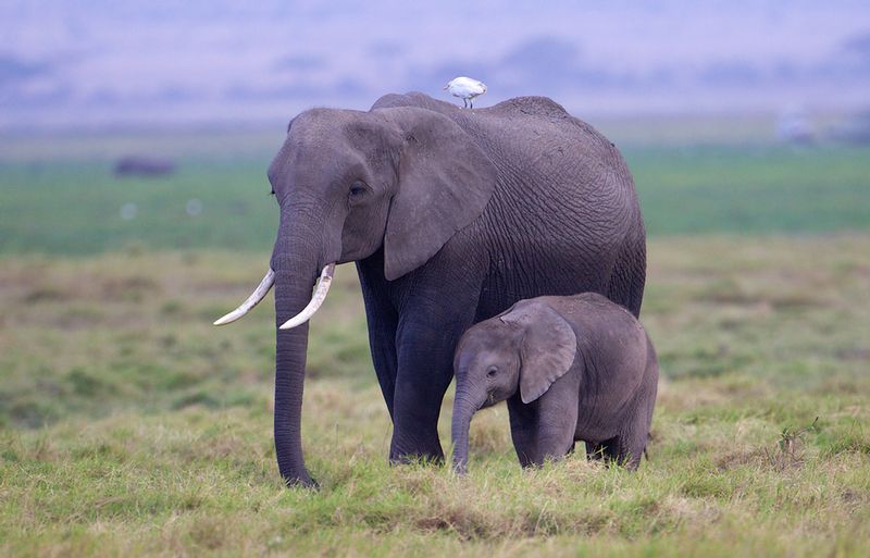 Elephant Baby And Bird.jpg :: Elephant with egret standing next to her young  while grazing in the marsh of Amboseli
