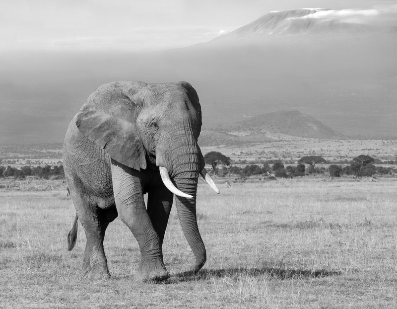 Elephant Bull With Mt Kilimanjaro in Background -BW version.jpg :: Elephant Bull walking on grass lands of Amboseli with Mt. Kilimanjaro in background. 