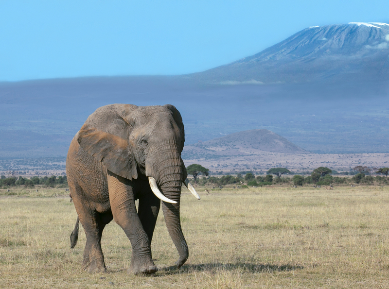 Elephant Bull With Mt Kilimanjaro in Background -color version.jpg :: Elephant bull walking in the wetland of Amboseli Kenya. Mt Kilimanjaro is the background.
