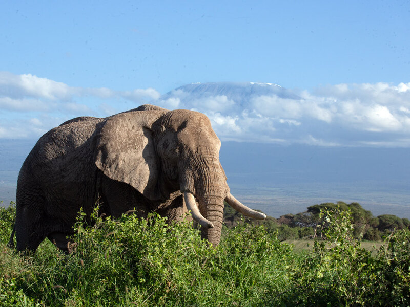 Elephant Bull and Mt Kilimanjaro In Background.jpg :: Elephant Bull and Mt Kilimanjaro In Background