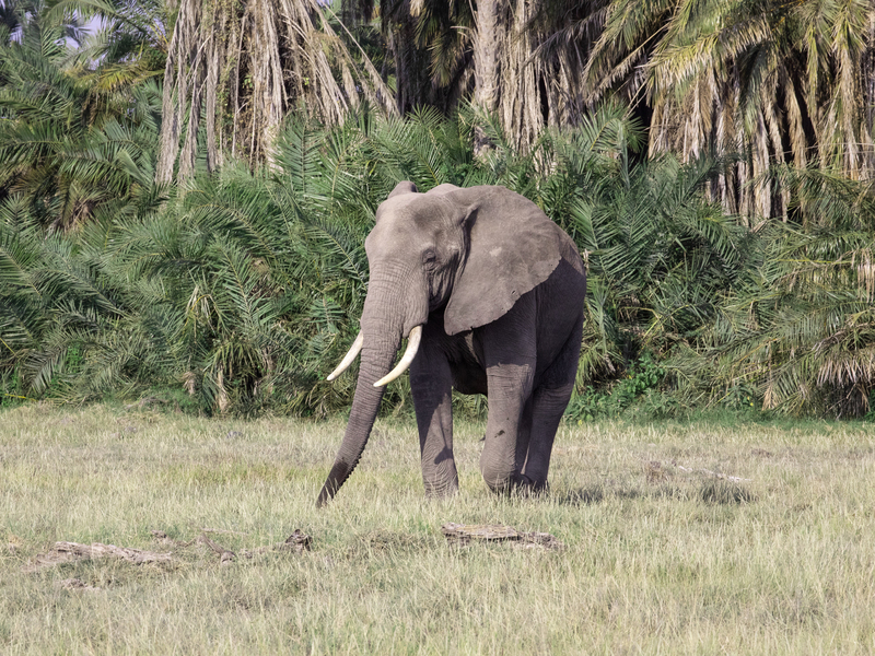 Elephant Bull in Palms of Amboseli.jpg :: Elephant bull in palms of Amboseli Kenya.