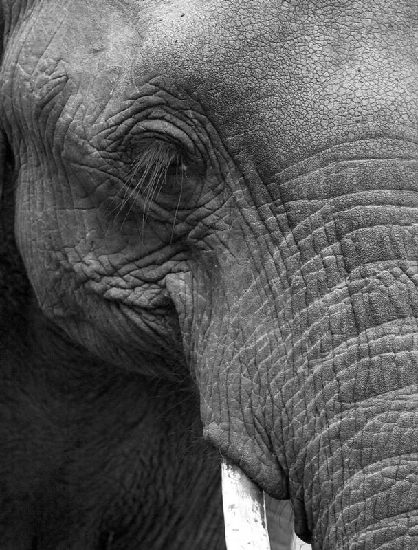Elephant Eye Lashes- BW version.jpg :: A close up view of an elephant's face showing the distinct eye lashes.