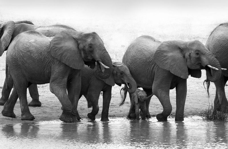 Elephant Family Drinking.jpg :: An elephant herd is drinking from a small pond in Zimbabwe