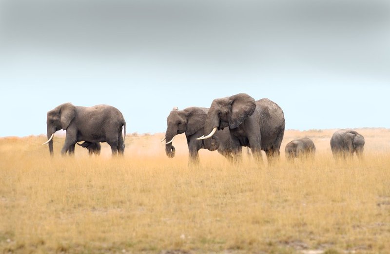 Elephant Family In Dust Of Amboseli.jpg :: Elephant family walking in the dusty environment of Amboseli.