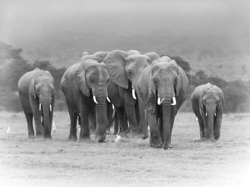 Elephant Family Walking Toward Marsh-BW version.jpg :: An elephant family is walking toward nearby marsh in Amboseli