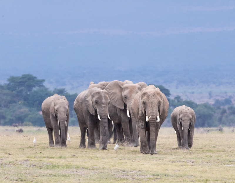Elephant Family Walking Toward Marsh-color version.jpg :: An elephant family is walking toward nearby marsh in Amboseli