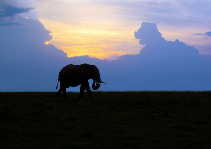 Elephant Grazing At Sunset In Masai Mara.jpg