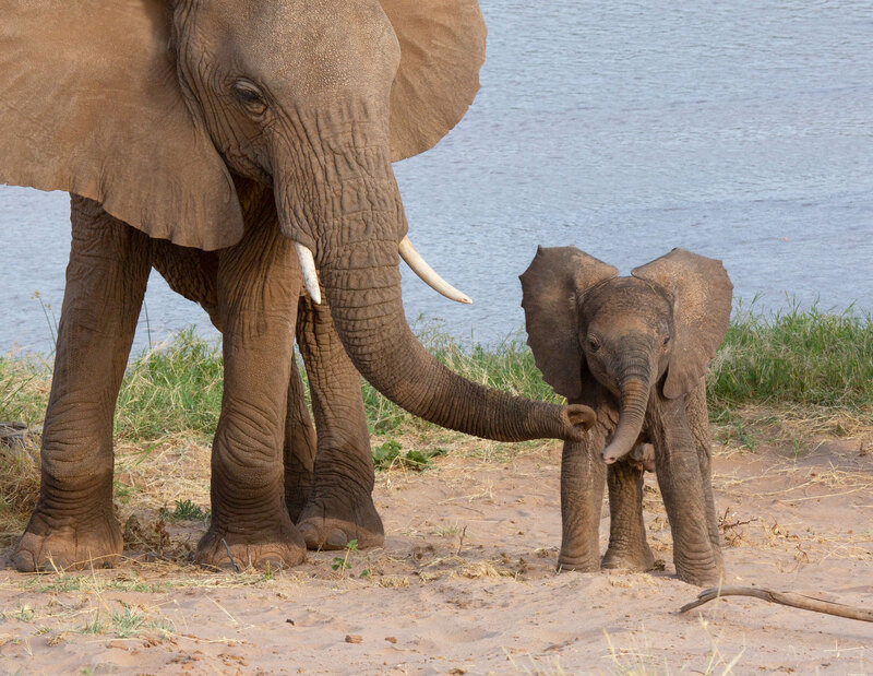 Elephant Mother Shows Sand To Infant 164A3252-.jpg :: Elephant mother is showing sand to her new born