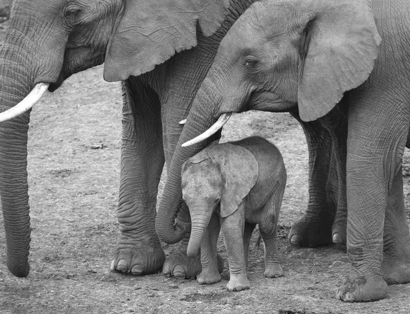 Elephant Mother With Two Siblings BW version.jpg :: Elephant mother with her two siblings in Aberdare sand flats.