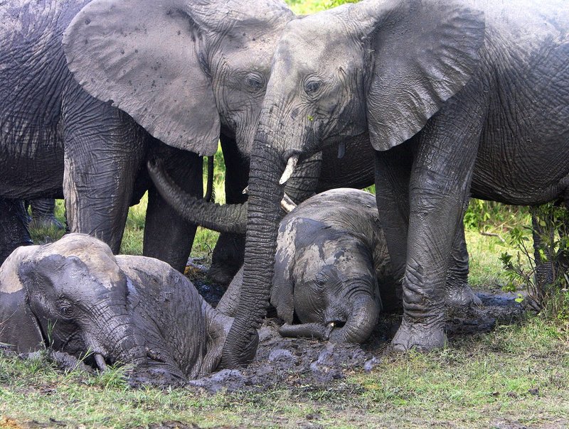 Elephant Mud Bath version 2.jpg :: Small family of elephants is enjoying a mud bath. A thin layer of mud on their backs help them keep cool and prevent tick bits.