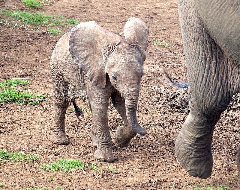Elephant Newborn Following Mother.jpg :: Elephant newborn follows along at salt flat in Aberdare Kenya