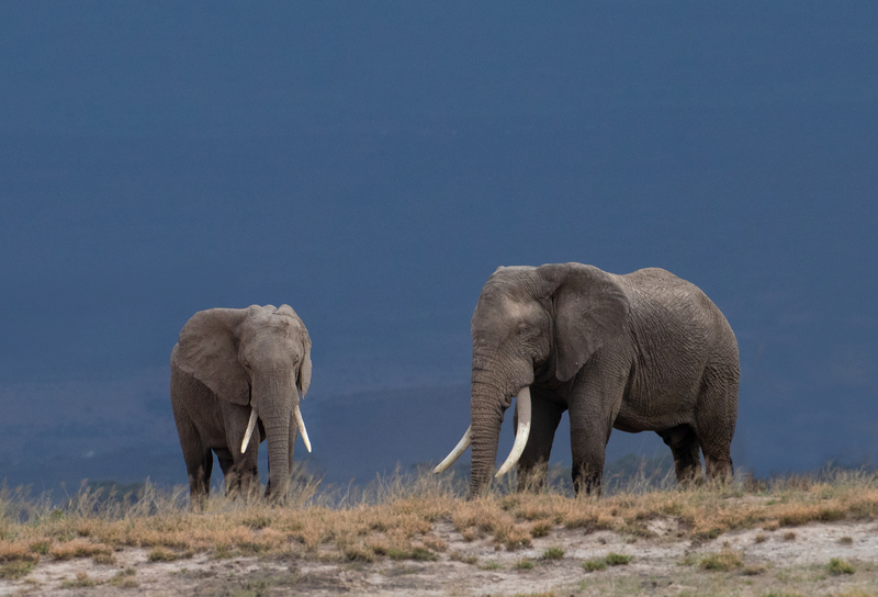 Elephant Pair On Hilltop.jpg :: A male and female elephant are standing on a hilltop.