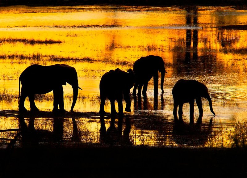 Elephant Silhouettes-color version.jpg :: Elephant silhouettes in the Chobe River at sundown.