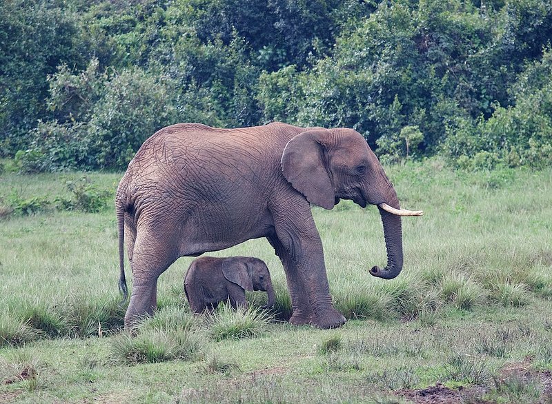 Elephant With Newborn In Grass.jpg :: A newborn is closely following the mother as she grazes underneath.