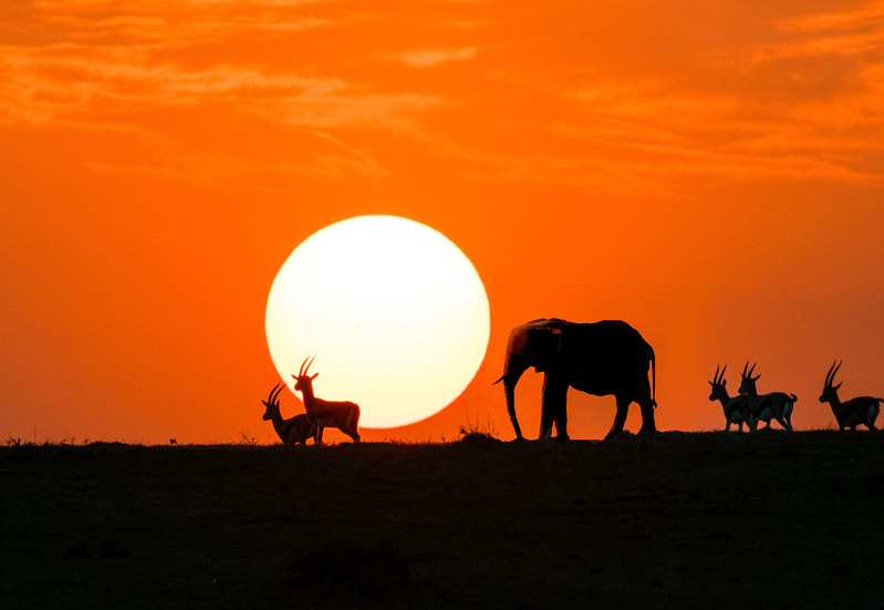 Elephant and Thompson Gazelles In Sunset.jpg :: Elephant and gazelles on hilltop during sunset on Masai Mara in Kena.