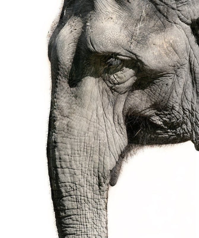 Elephant complexion-BW version.jpg :: Close Up View Of Elephant's Face showing the unusual complexion of elephant ski