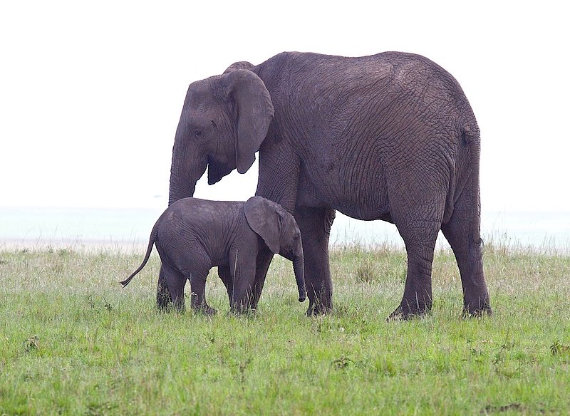 Elephant end Baby Grazing.jpg :: Elephant with young grazing on the Masai Mare