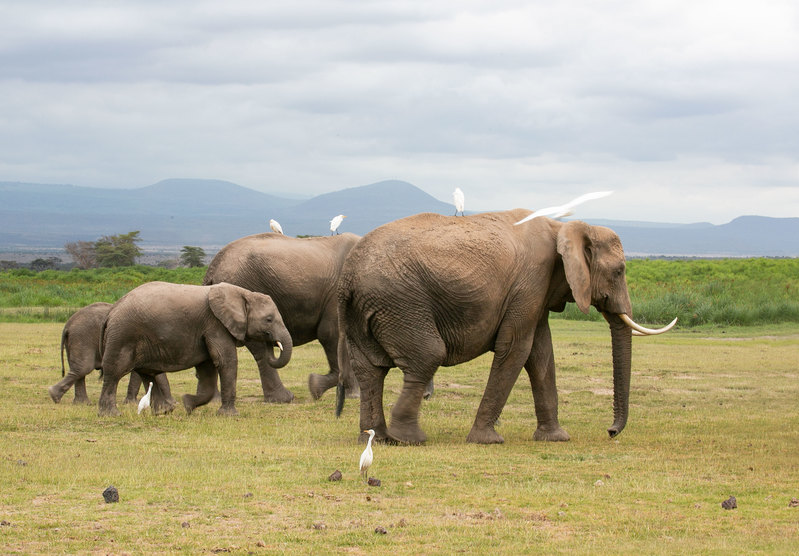 Elephant family 164A0029.jpg