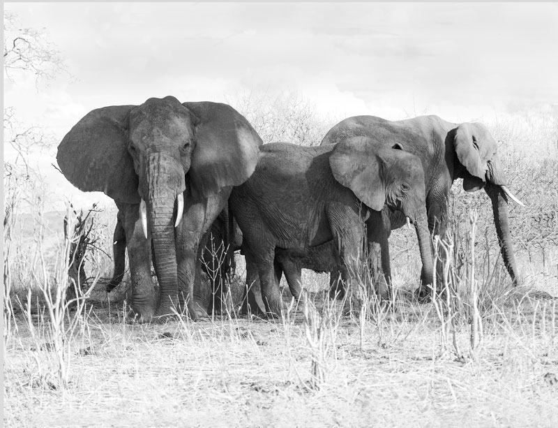 Elephant family in the Serengeti.jpg :: Elephant family standing in the shade in the Serengeti