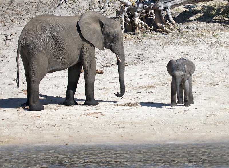 Elephant- And Her Infant At River.jpg :: An elephant is closly watching and her newborn at river shore.