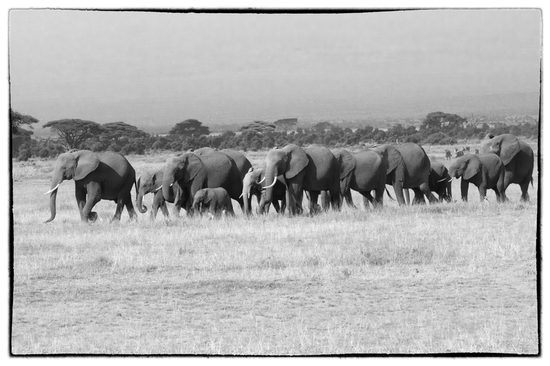 Elephant-Family Walking On Amboseli Grasslands -BW version.jpg :: Elephant herd walking in Amboseli.