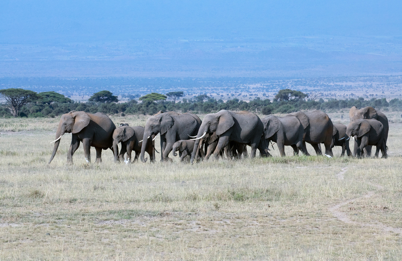 Elephant-Family Walking On Amboseli Grasslands -color version.jpg :: Elephant herd walking in Amboseli.