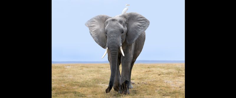 Elephant-and Egret In Amboseli.jpg :: rLarge male is walking toward the marsh while an egret is perched on top