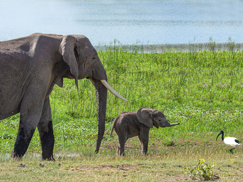 Elephant-and Infant In The-Shallows-Amboseli-164A0062.jpg :: Elephant infant looking at an African Ibis