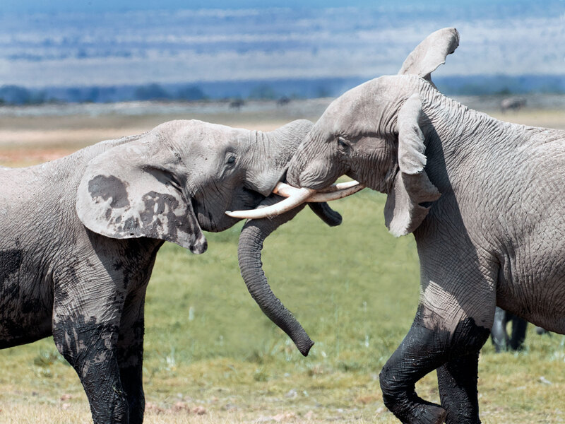 Elephant-bulls-fighting-AQ9I9289.jpg :: Elephant bulls in battle