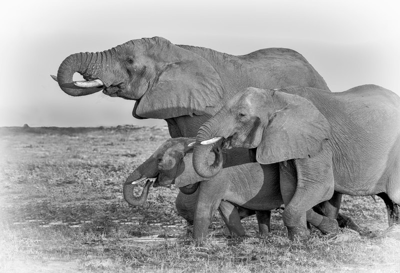 Elephants Drinking On The Savannah-BW version.jpg ::  Elephants drinking at small water spot falling a rainfall in Hwange Zimbabwe.