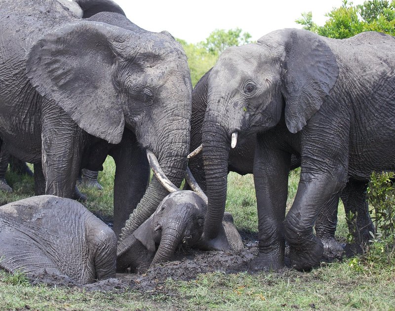 Elephants Enjoying The Mud.jpg :: Small family of elephants is enjoying a mud bath. A thin layer of mud on their backs help them keep cool and prevent tick bits.
