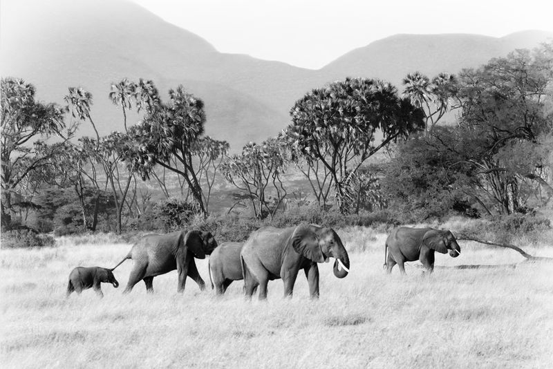 Elephants Grasslands in Samburu -BWversion.jpg :: Small family of elephants is walking in grasslands of Samburu.