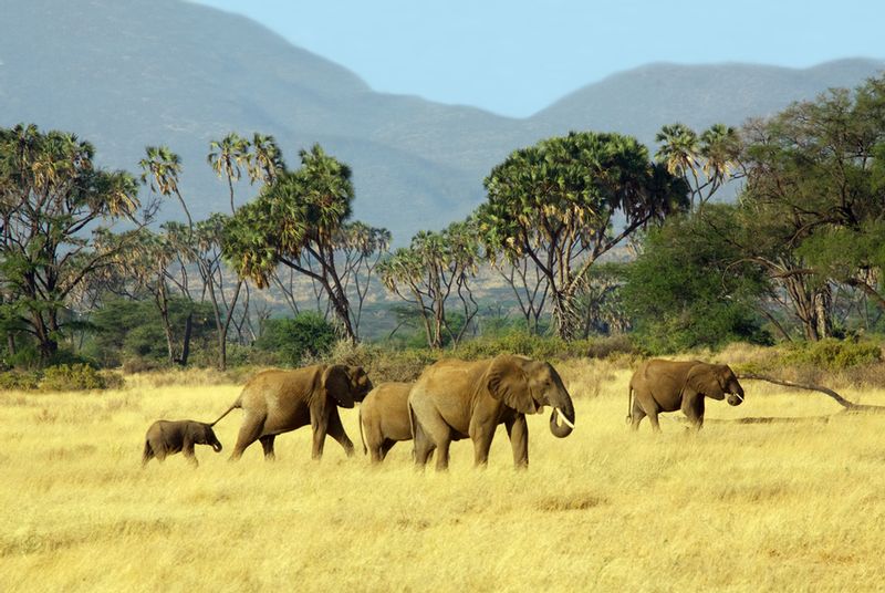 Elephants Grasslands of Samburu -color version.jpg :: Small family of elephants is walking in grasslands of Samburu.