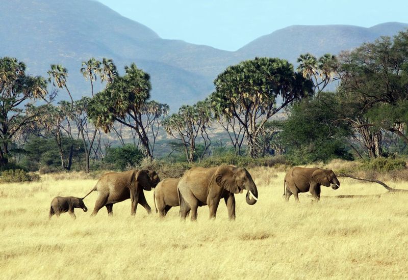 Elephants On Samburu Grasslands.jpg :: Elephant family is walking on grasslands of Samburu Kenya