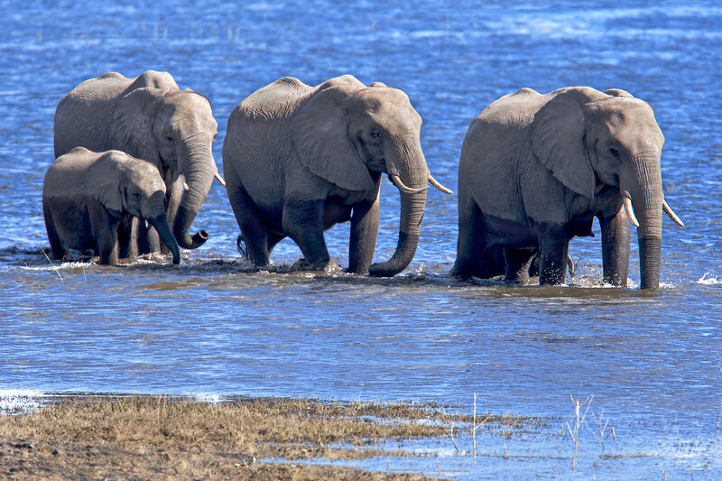 Elephants Walking In Chobe.jpg :: Elephant family is leisurely walking in the Chobe. The water provides a nice refreshment for enduring the heat.